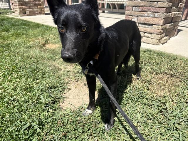SPIDEY, Adoptable, Adult Male Border Collie & Mixed Breed.