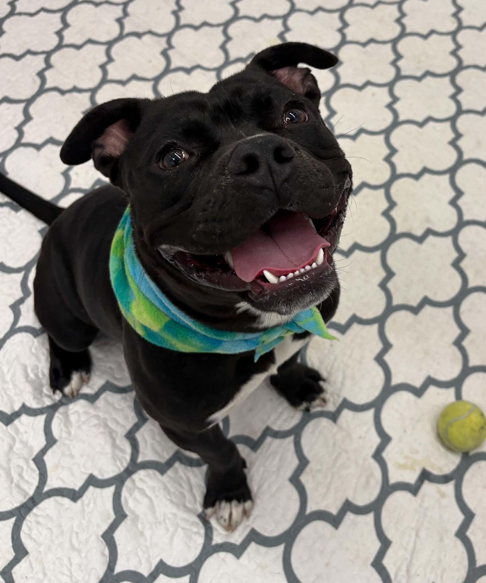 Enlarge Cannonball, a Adoptable mixed breed in Oxford, MI image 1/6
