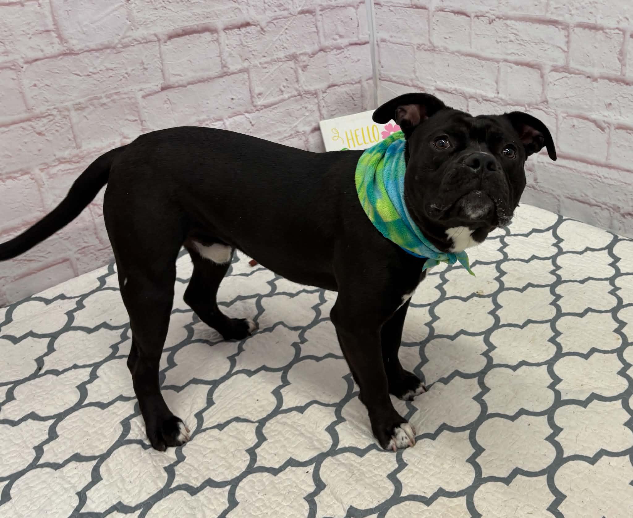 Enlarge Cannonball, a Adoptable mixed breed in Oxford, MI image 5/6