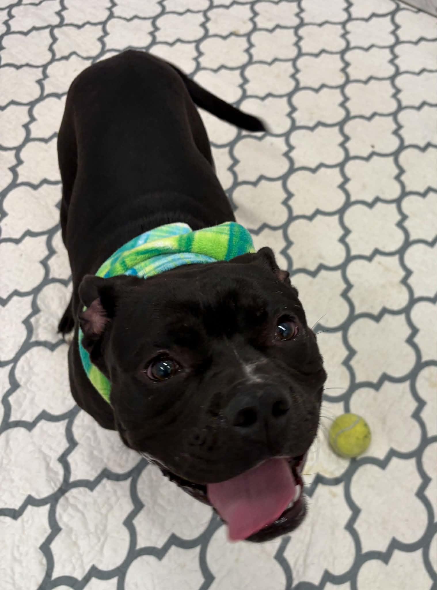 Enlarge Cannonball, a Adoptable mixed breed in Oxford, MI image 3/6