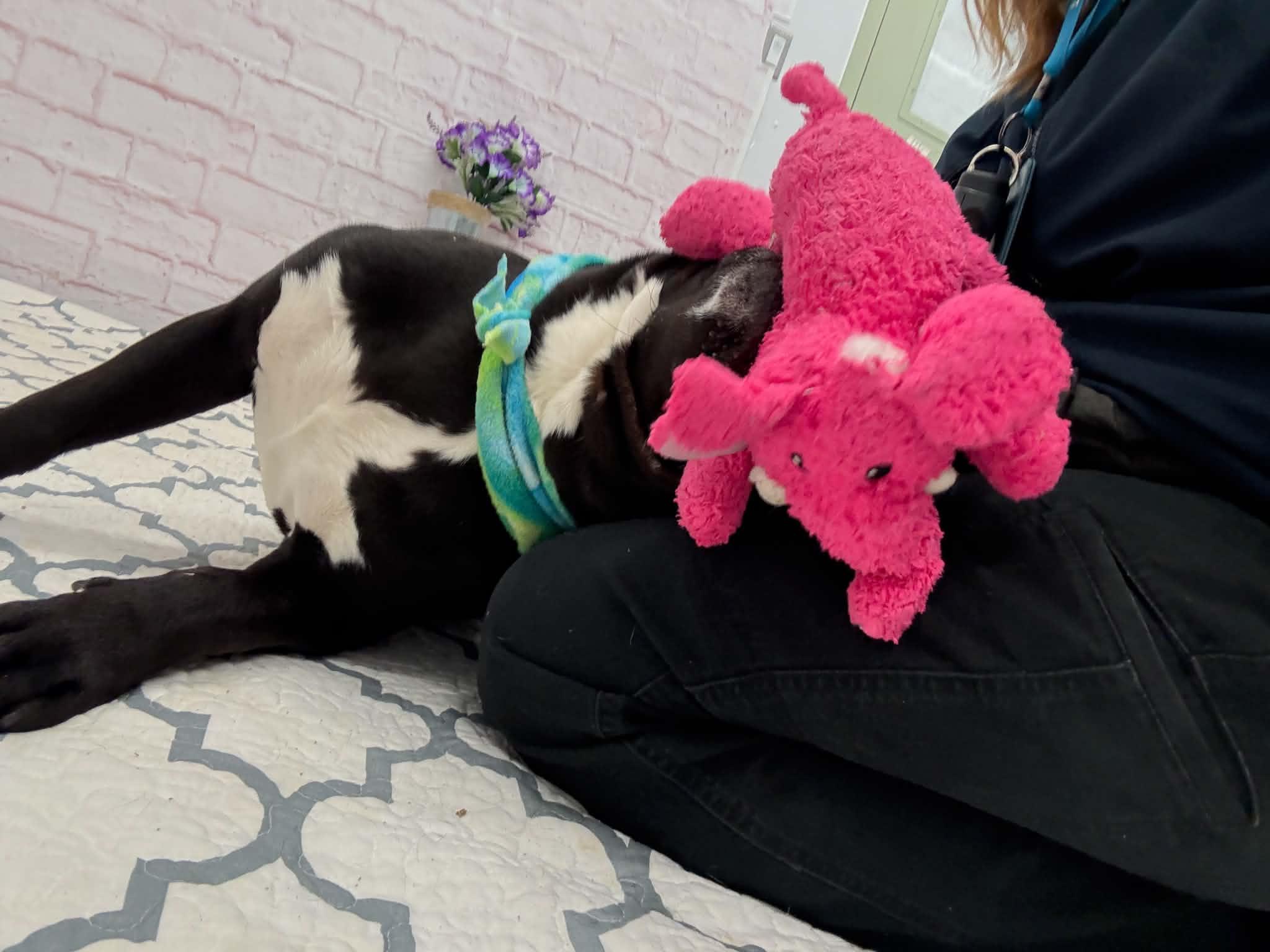 Enlarge Cannonball, a Adoptable mixed breed in Oxford, MI image 4/6