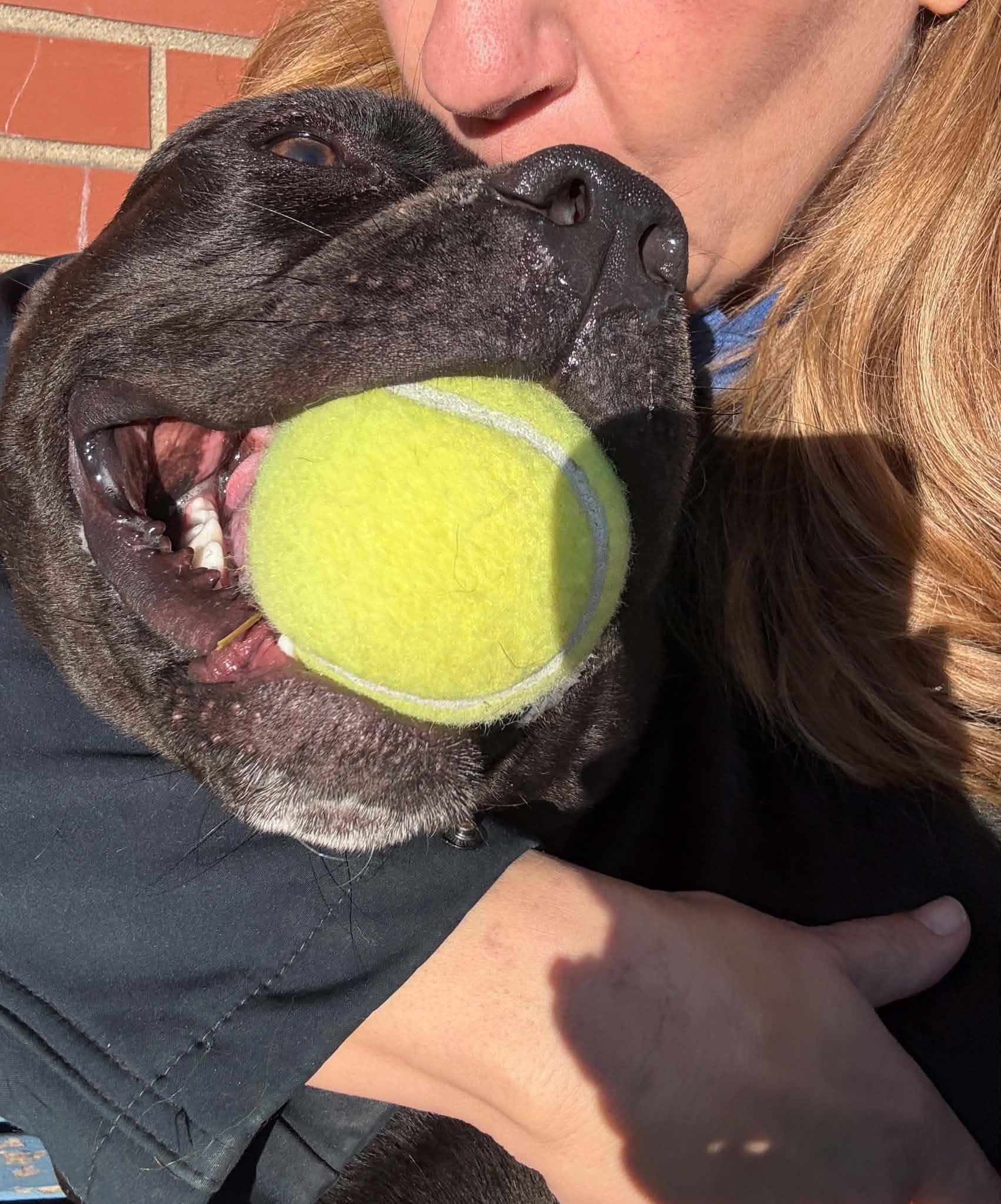 Enlarge Cannonball, a Adoptable mixed breed in Oxford, MI image 2/6