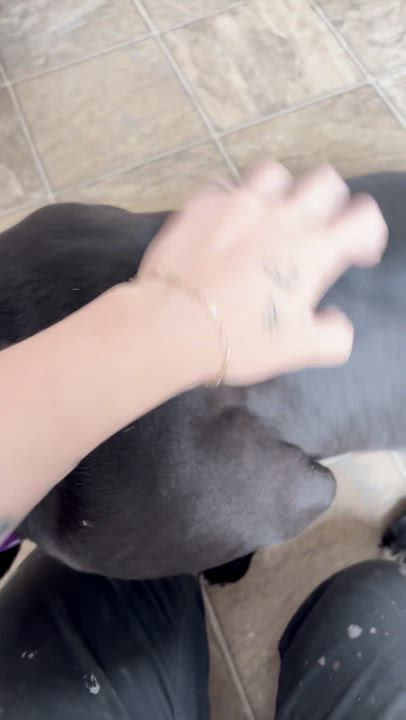 Enlarge Cannonball, a Adoptable mixed breed in Oxford, MI video 6/6