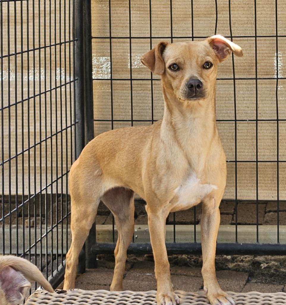 Ginger(Minnie), a Adoptable Terrier in Lemoore, CA image 1/2