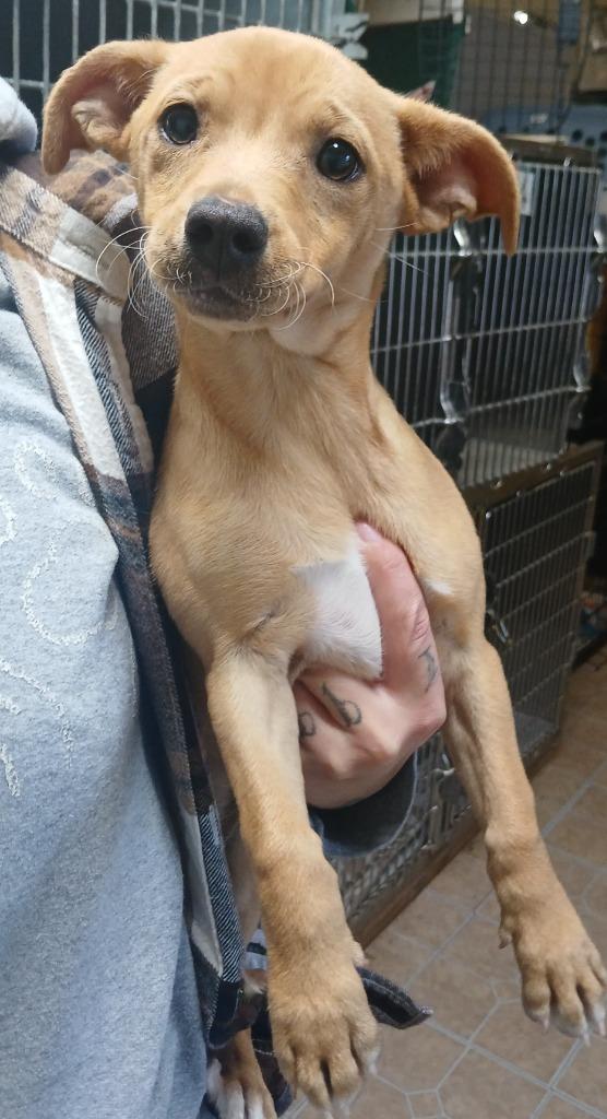 Ginger(Minnie), Adoptable, Young Female Terrier.