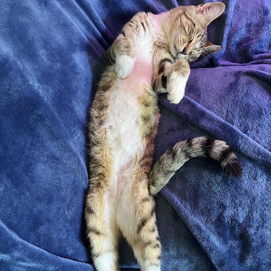 Sammy, Adoptable, Adult Male Domestic Short Hair.