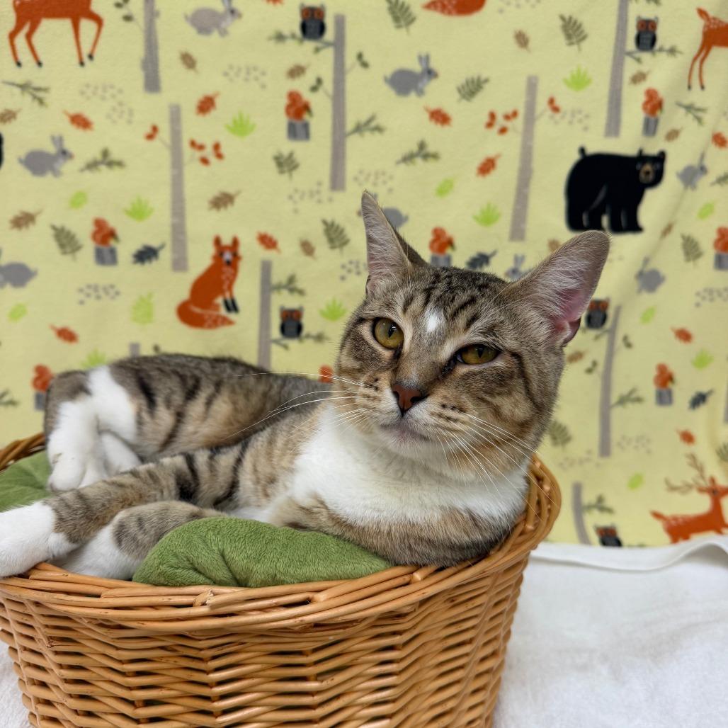 Enlarge Sammy, a Adoptable Domestic Short Hair in Deerfield, IL image 2/6