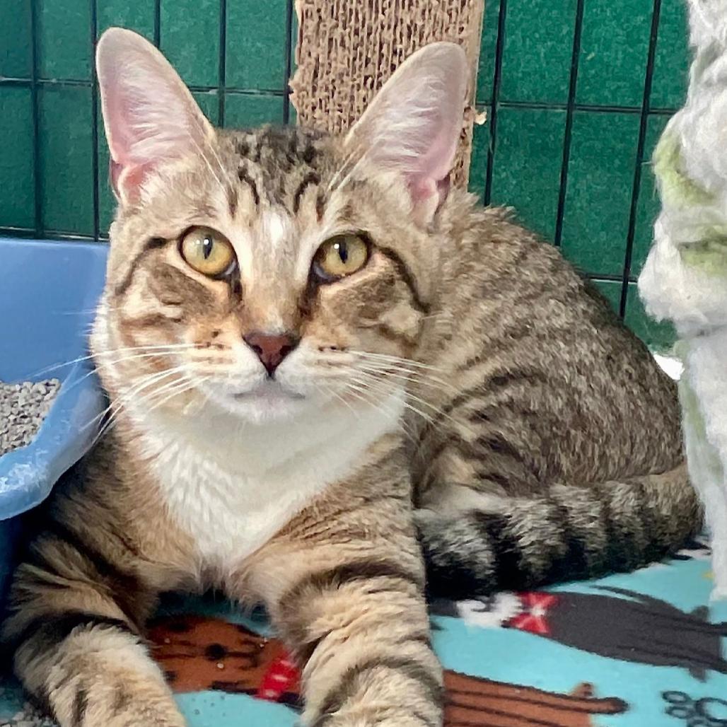 Enlarge Sammy, a Adoptable Domestic Short Hair in Deerfield, IL image 3/6