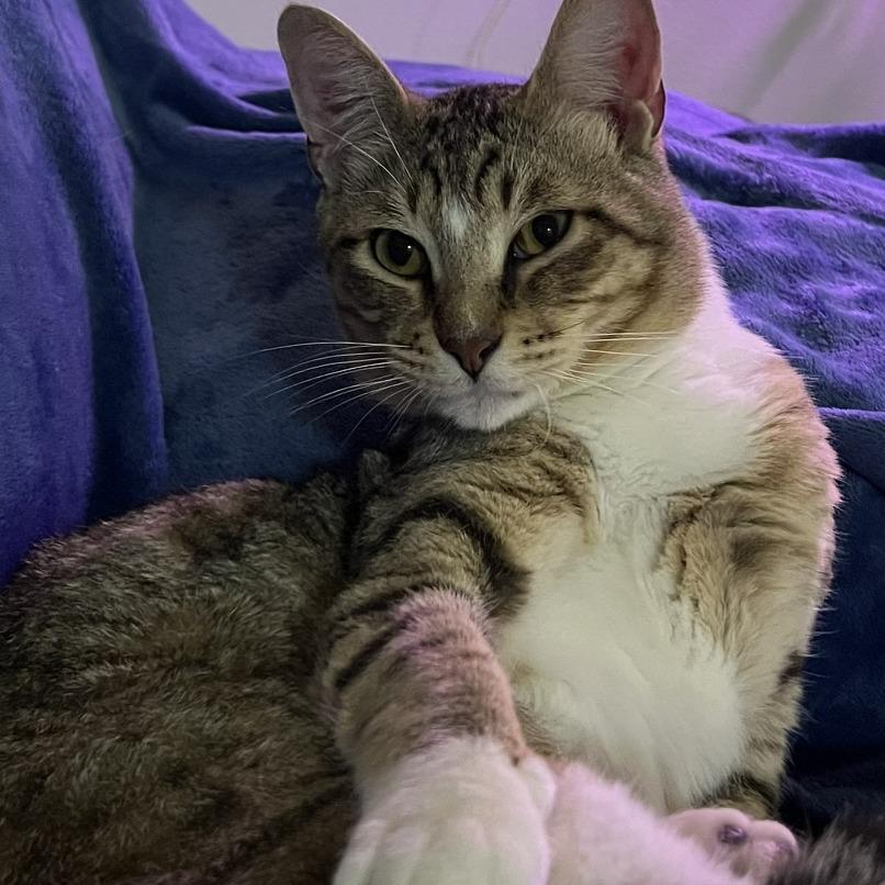 Enlarge Sammy, a Adoptable Domestic Short Hair in Deerfield, IL image 4/6