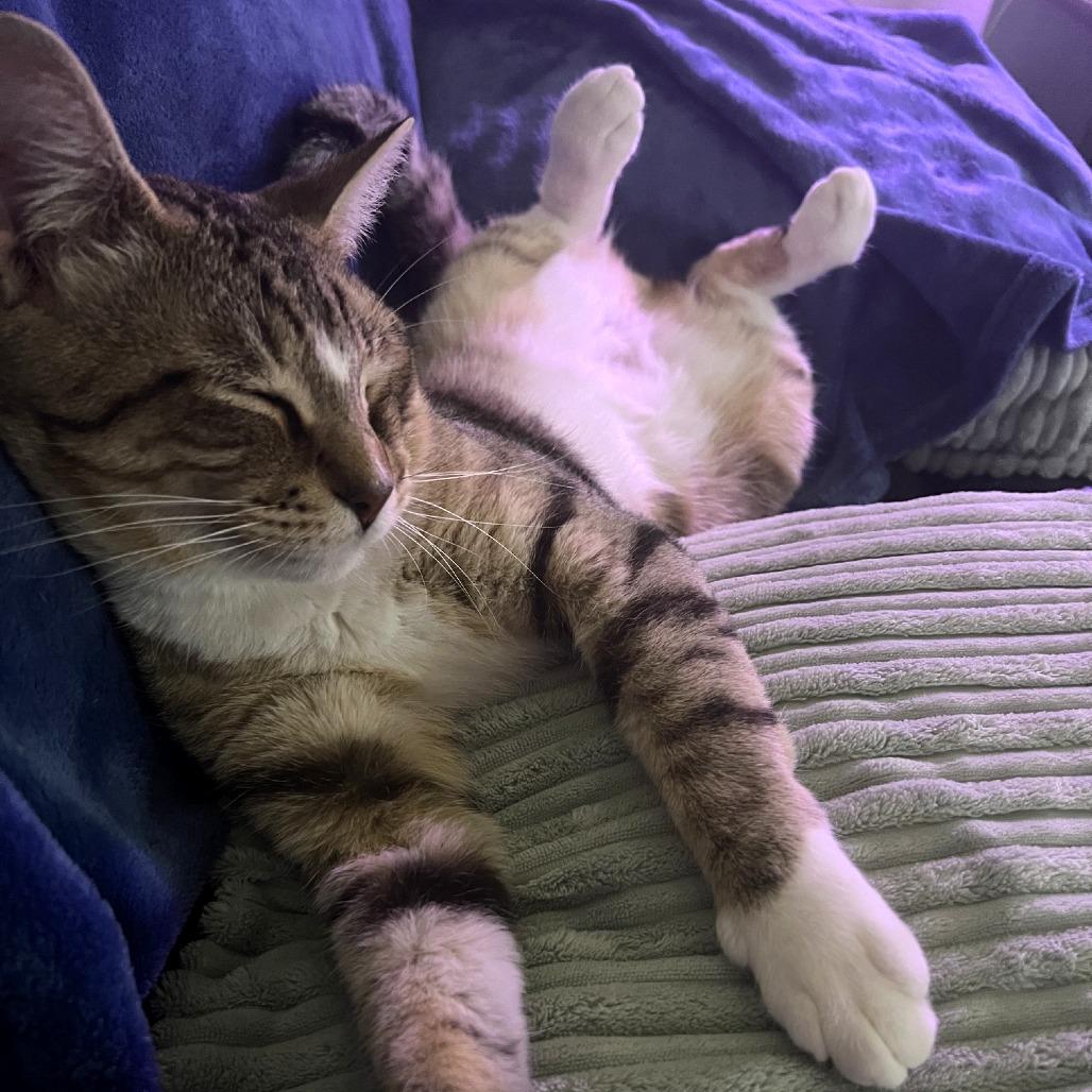 Enlarge Sammy, a Adoptable Domestic Short Hair in Deerfield, IL image 5/6