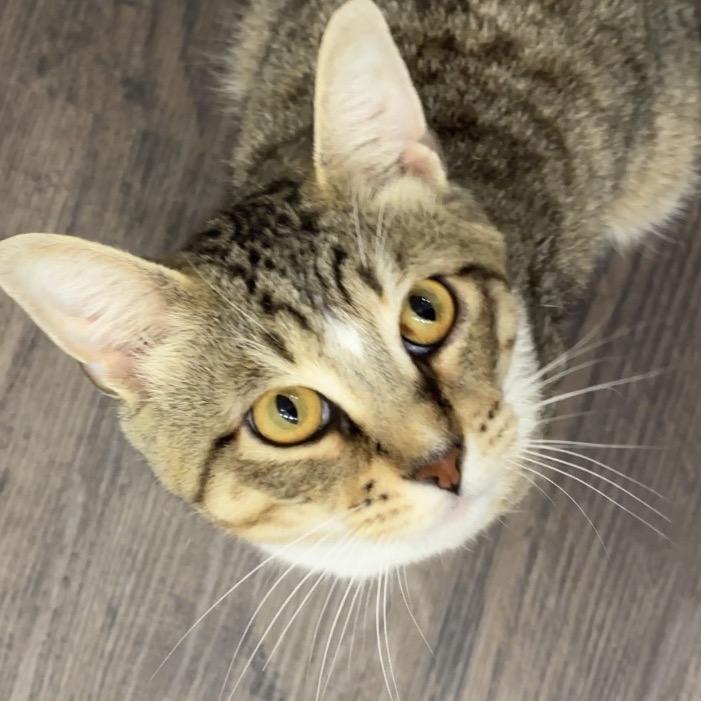 Enlarge Sammy, a Adoptable Domestic Short Hair in Deerfield, IL image 6/6