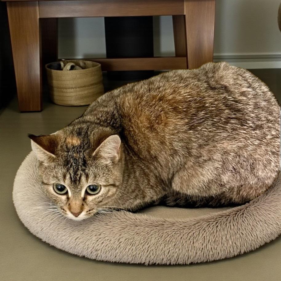 Snickers, Adoptable, Young Female Domestic Short Hair.