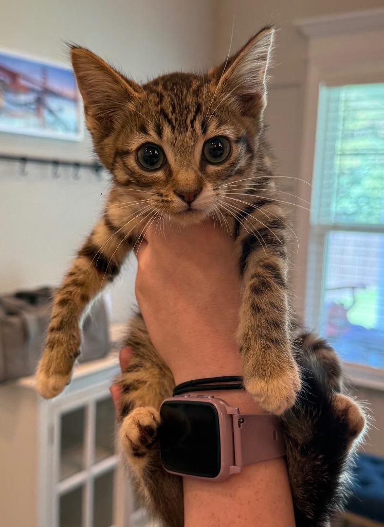 Enlarge Snickers, a Adoptable Domestic Short Hair in Augusta, GA image 2/2