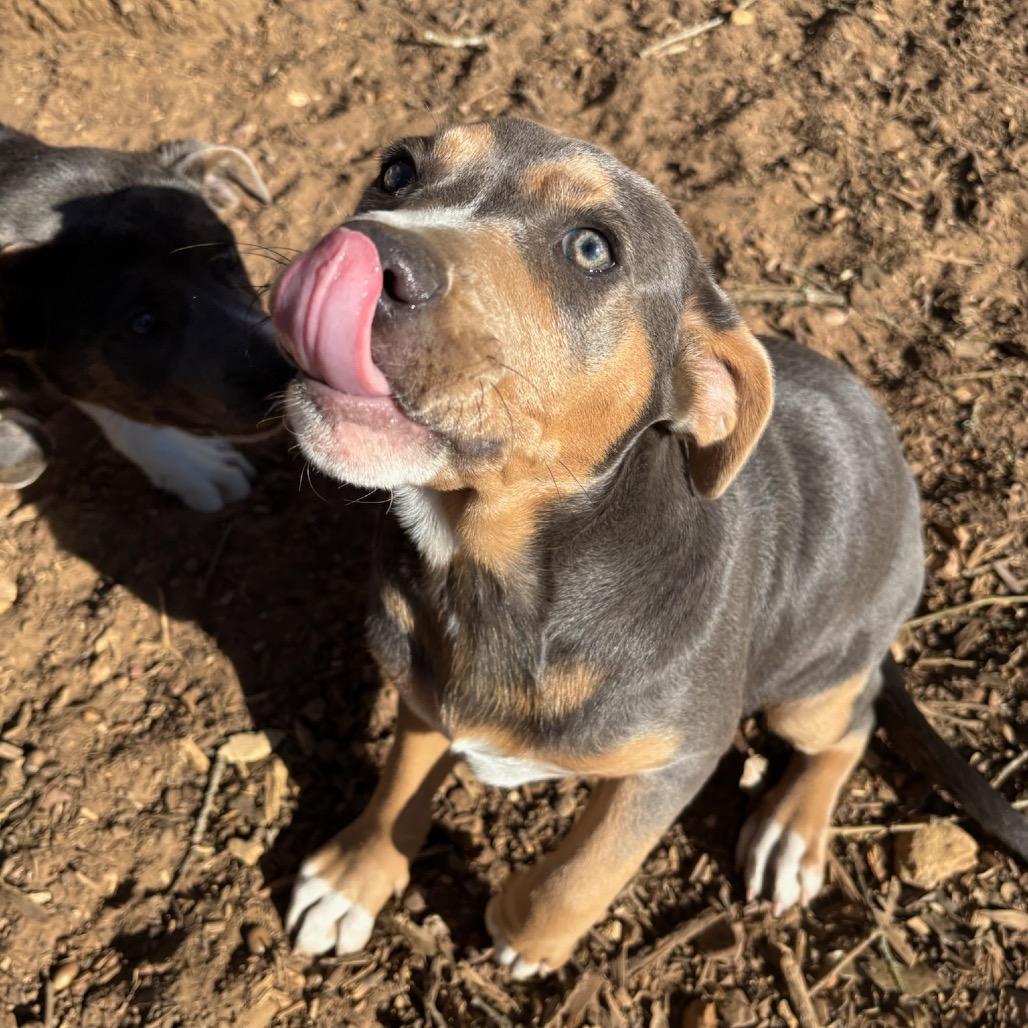Perry, Adoptable, Puppy Female American Staffordshire Terrier.
