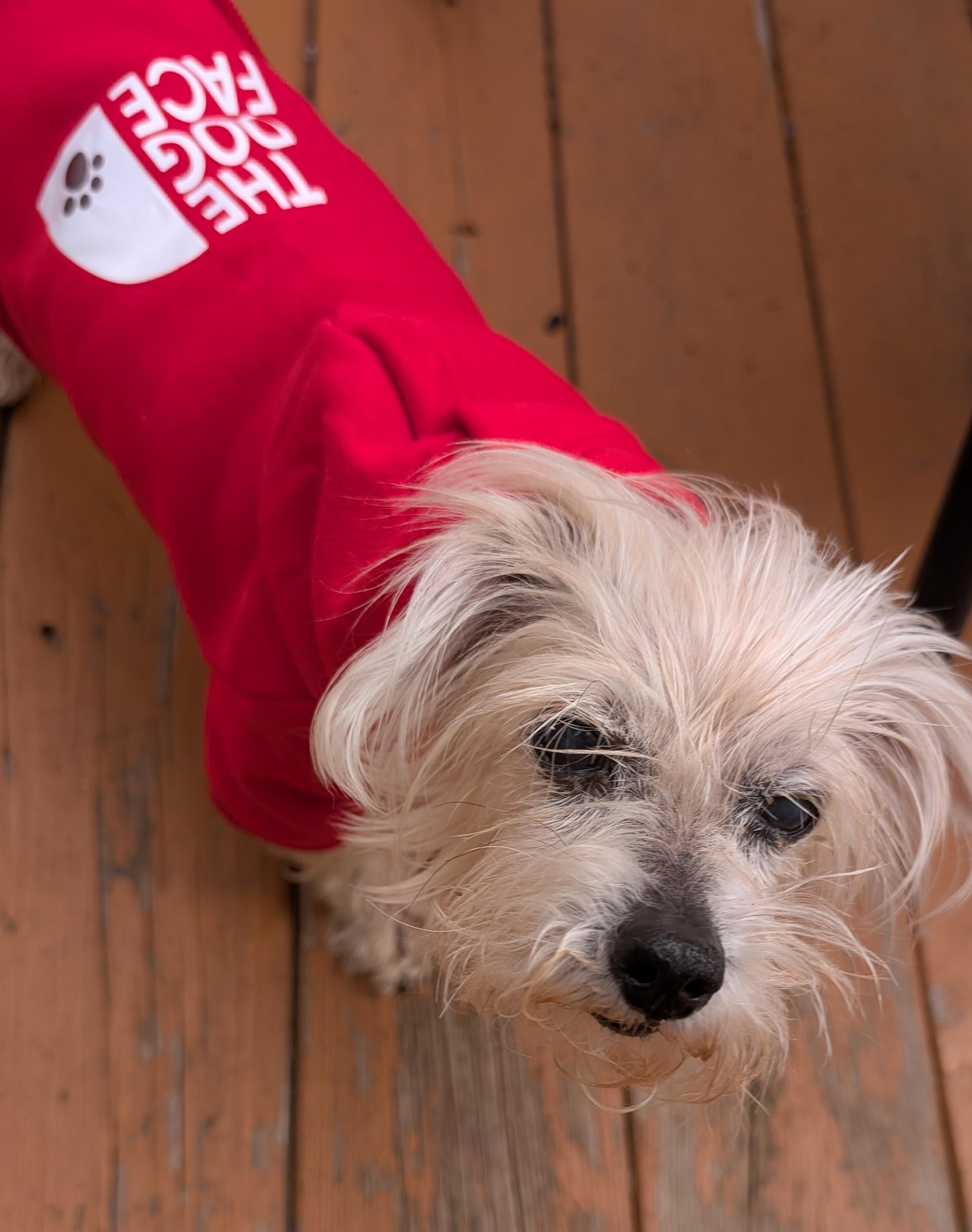 Enlarge Fossil, a Adoptable Yorkshire Terrier in Whitewater, WI image 5/6