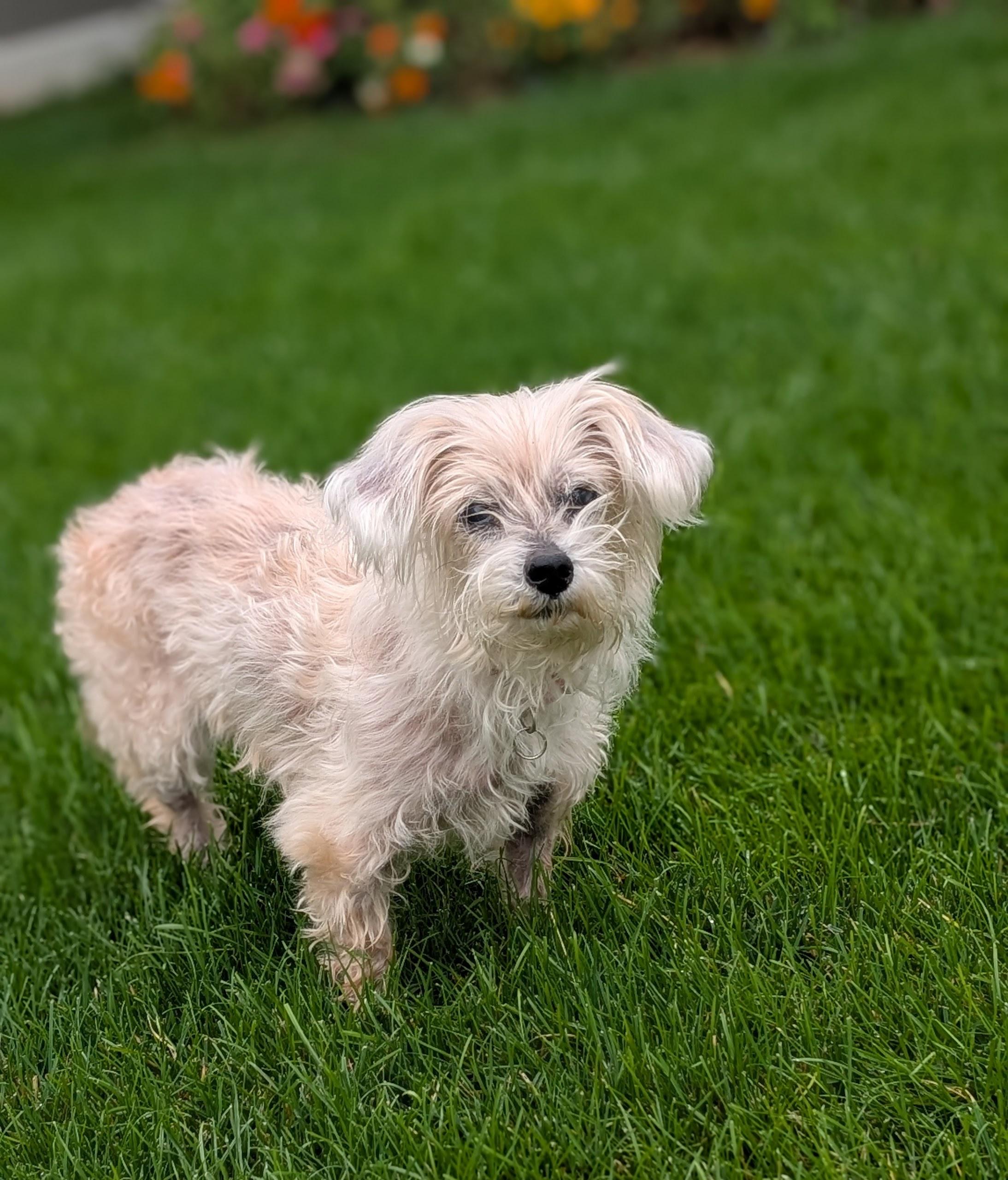 Enlarge Fossil, a Adoptable Yorkshire Terrier in Whitewater, WI image 6/6