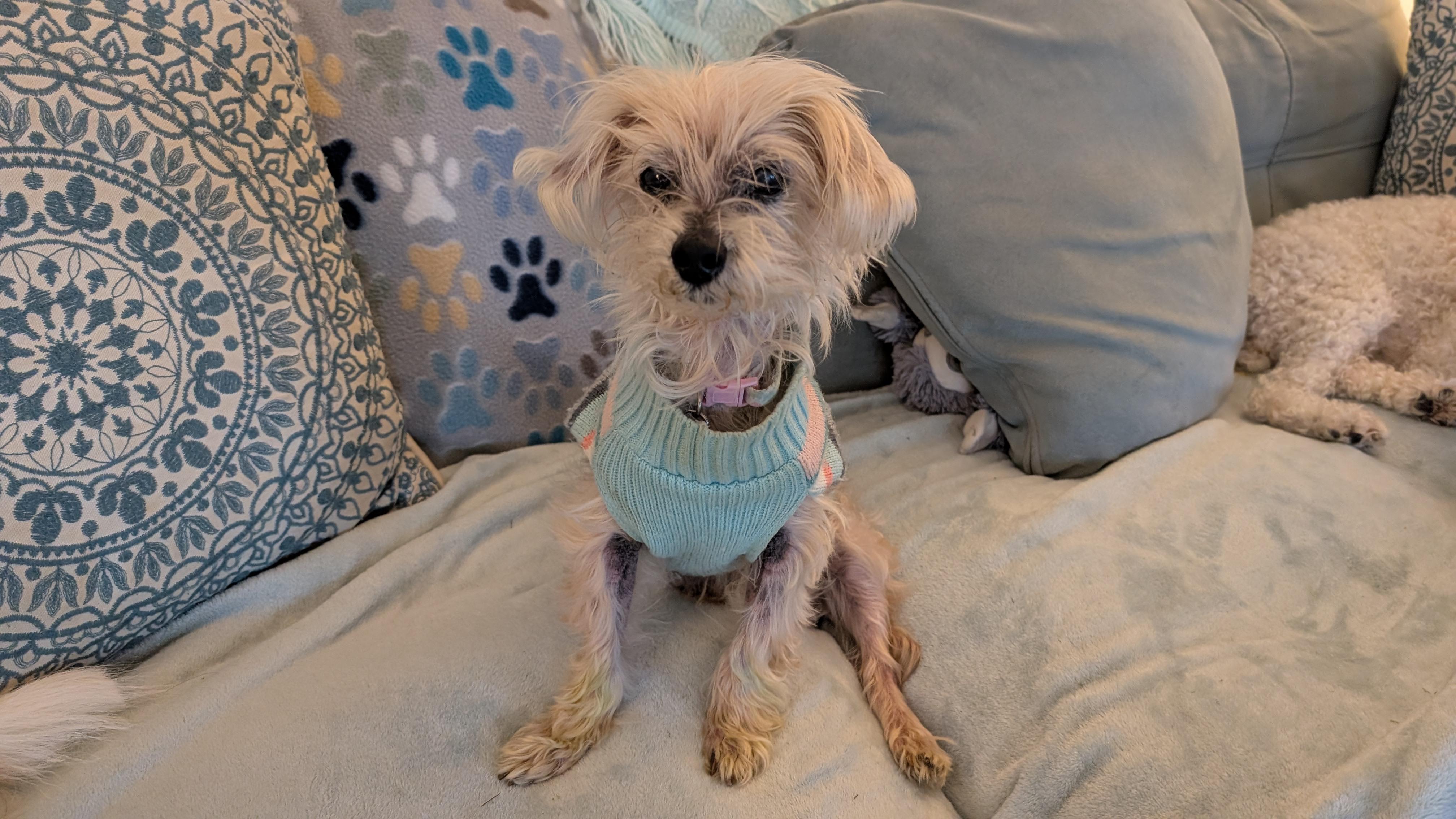 Fossil, Adoptable, Senior Female Yorkshire Terrier.