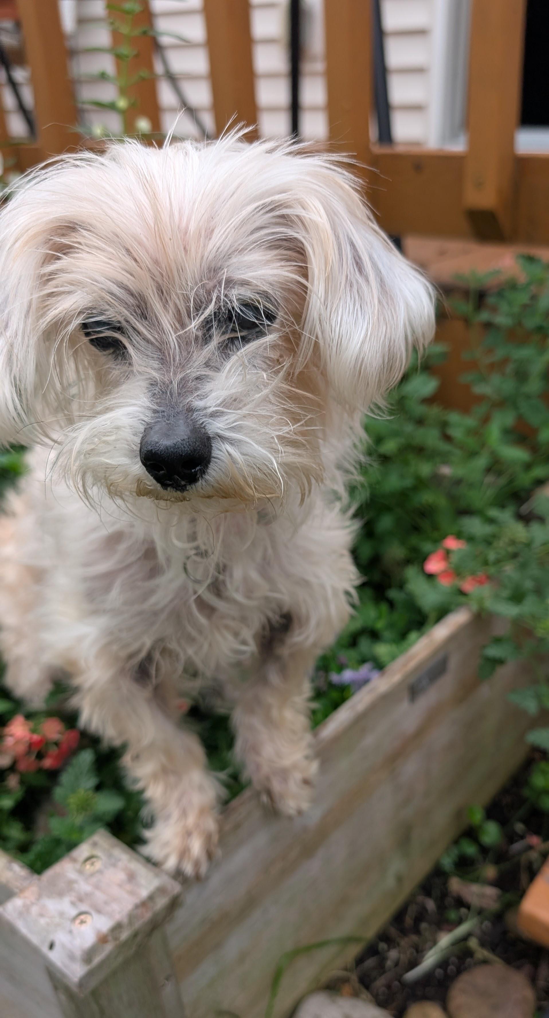 Enlarge Fossil, a Adoptable Yorkshire Terrier in Whitewater, WI image 3/6