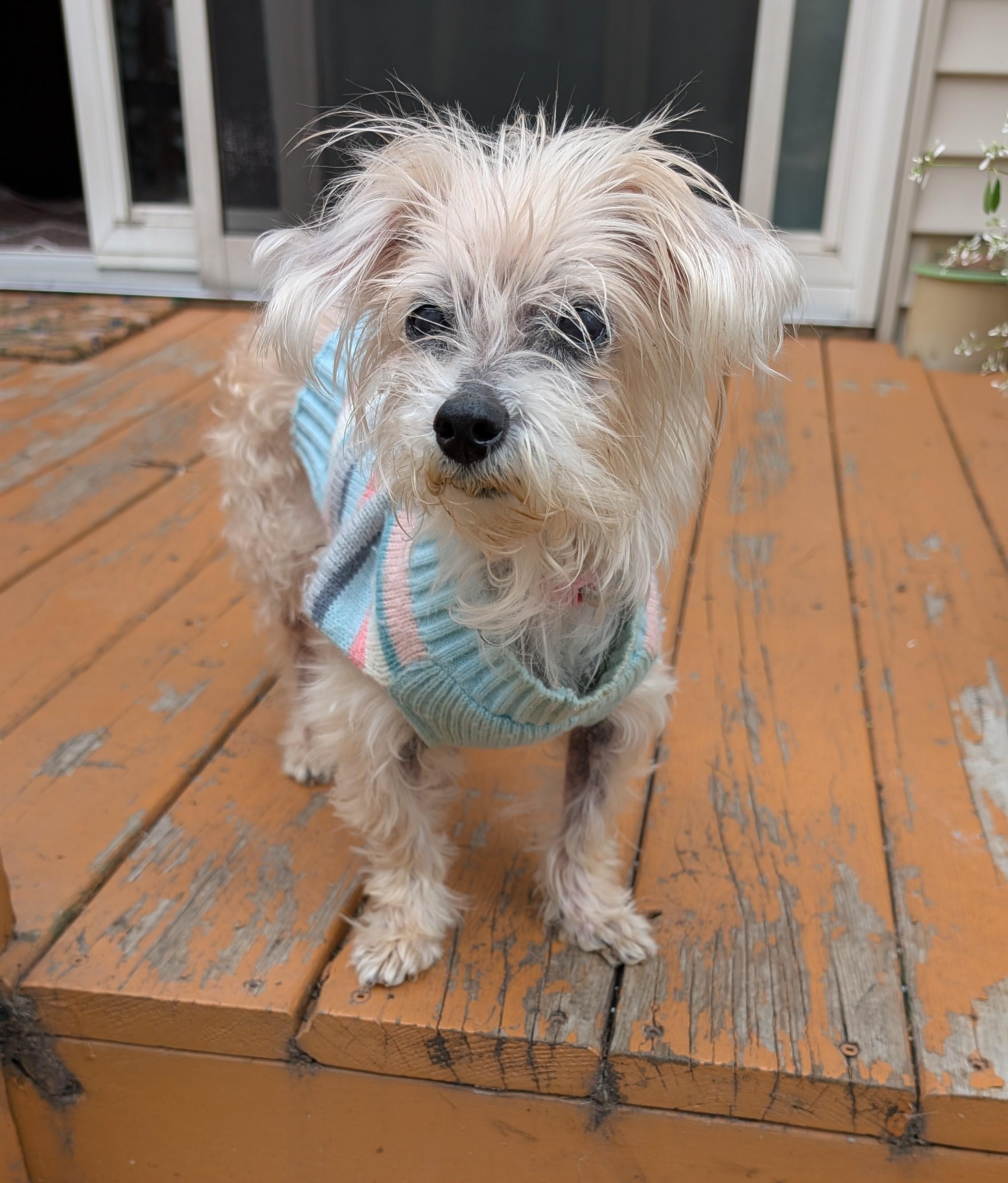Enlarge Fossil, a Adoptable Yorkshire Terrier in Whitewater, WI image 4/6