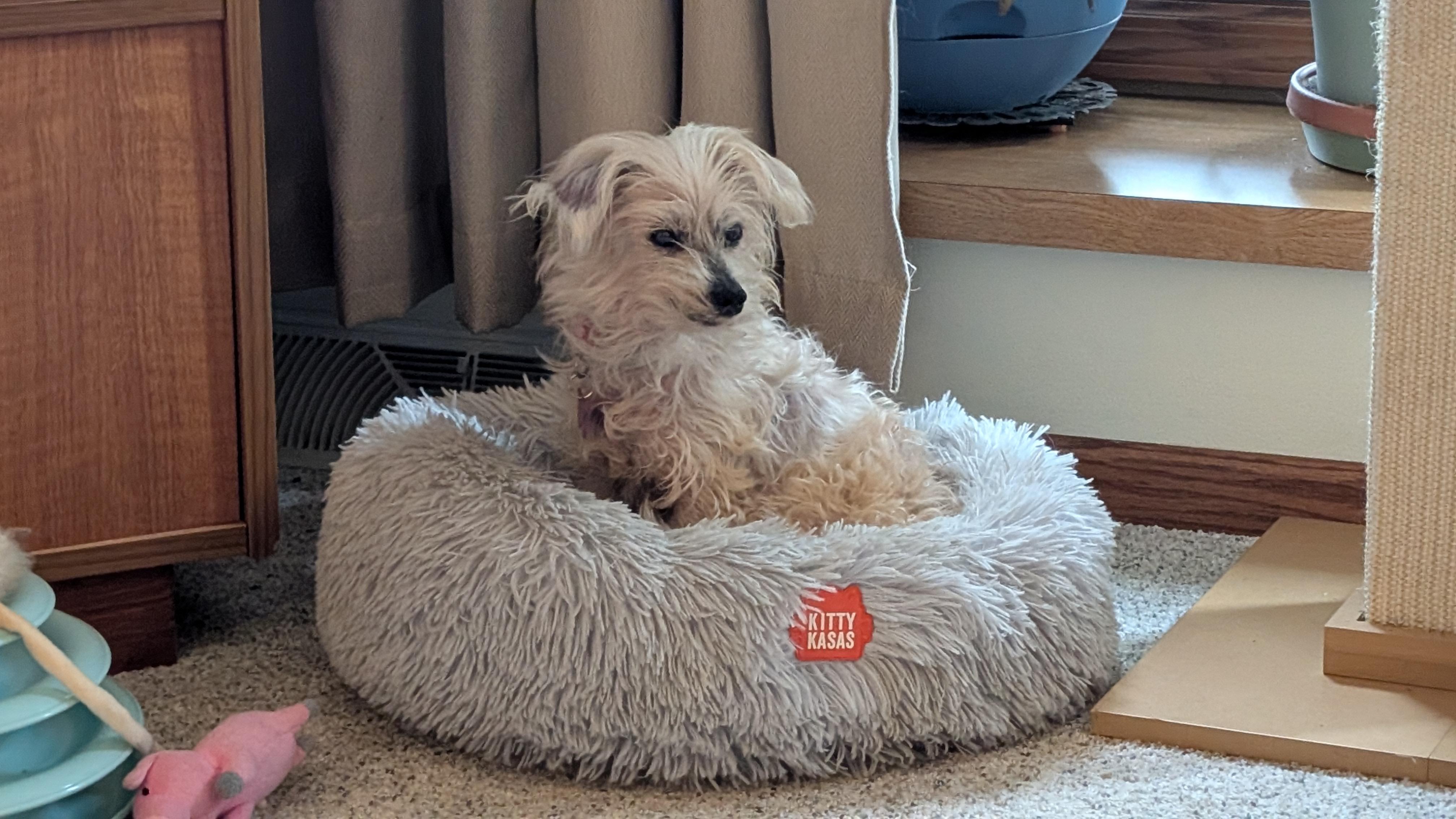 Enlarge Fossil, a Adoptable Yorkshire Terrier in Whitewater, WI image 2/6