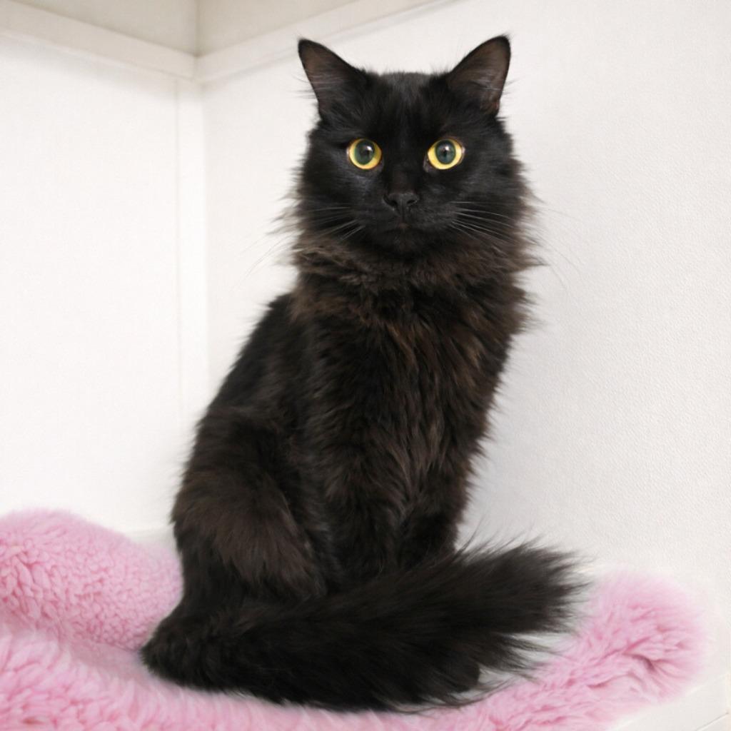 Lisette (PS), Adoptable, Young Female Domestic Medium Hair.
