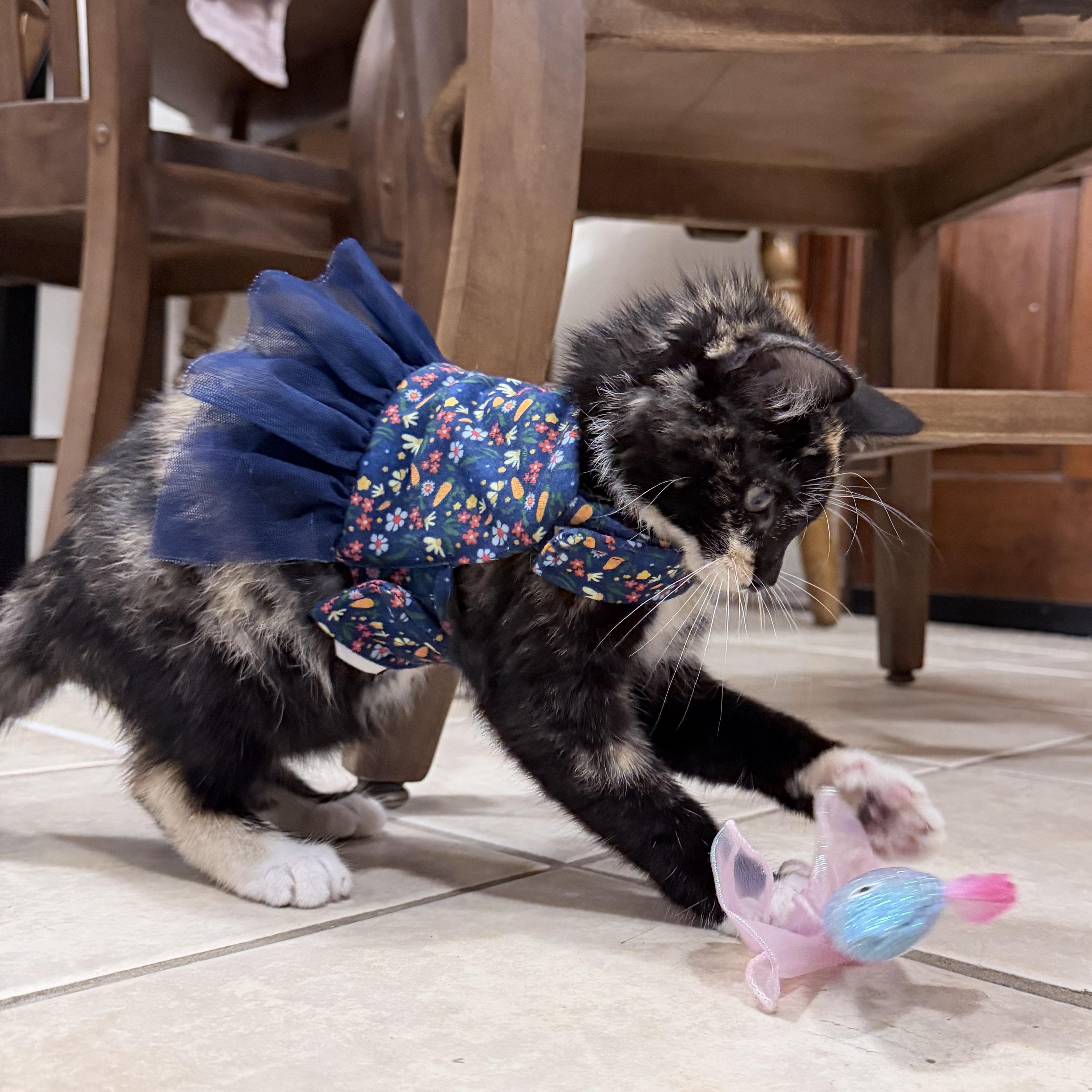 Apple Jack, a ADOPTABLE Domestic Short Hair in Pocatello, ID image 3/4