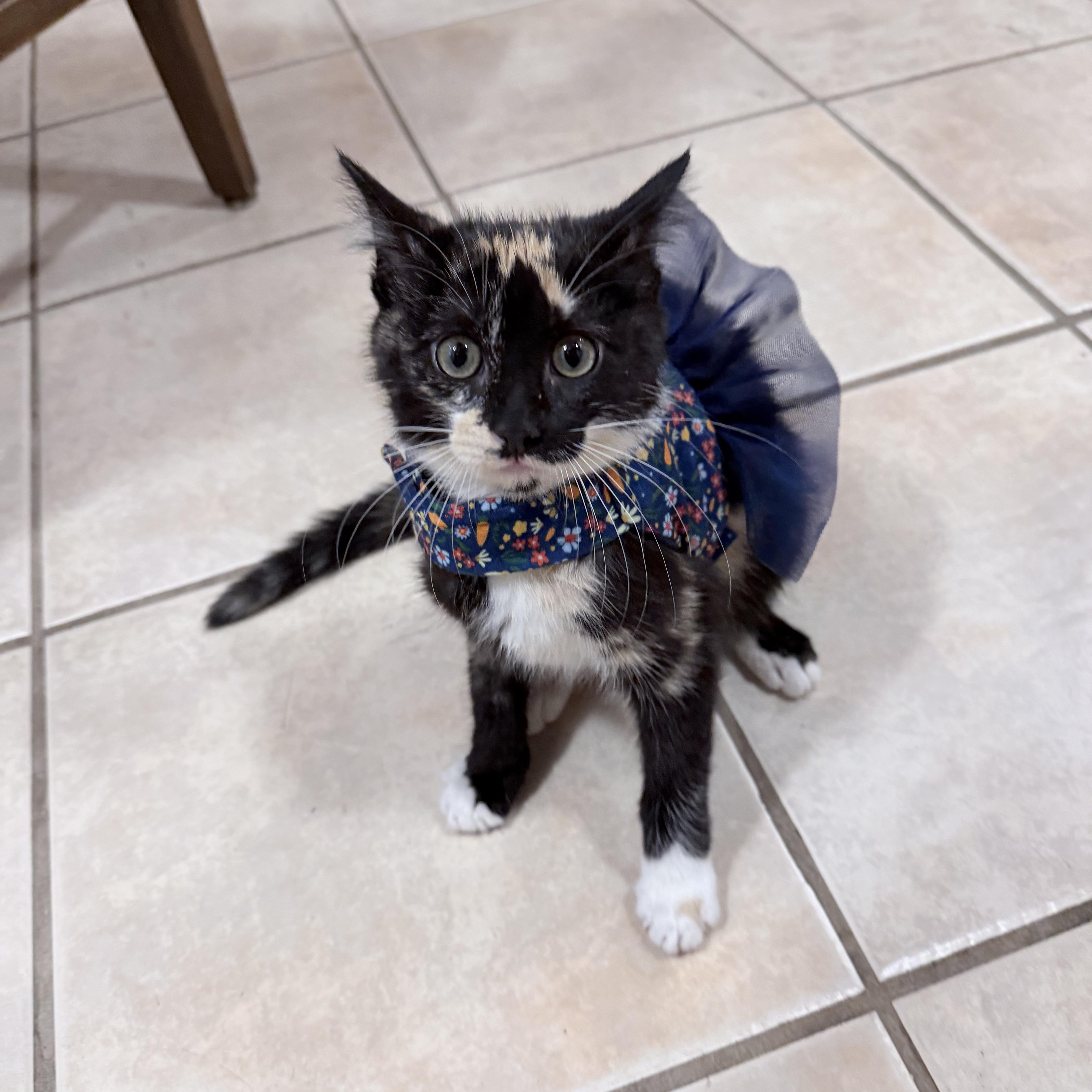 Apple Jack, a ADOPTABLE Domestic Short Hair in Pocatello, ID image 2/4