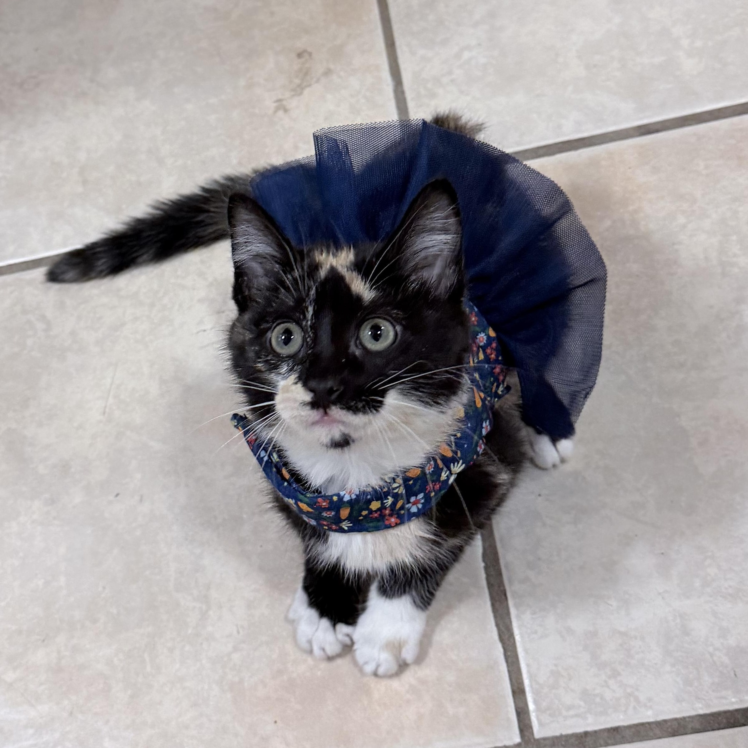 Apple Jack, ADOPTABLE, Kitten Female Domestic Short Hair.