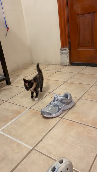 Enlarge Apple Jack, a ADOPTABLE Domestic Short Hair in Pocatello, ID video 4/4