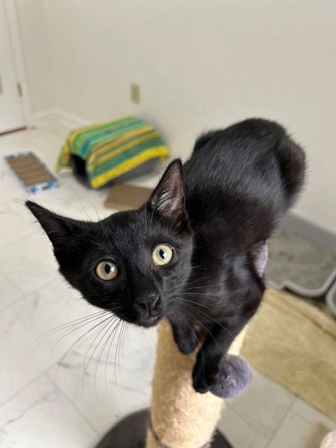 Enlarge Lucipurr, a Adoptable Domestic Short Hair in Dripping Springs, TX image 1/3