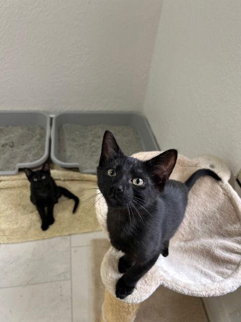 Enlarge Lucipurr, a Adoptable Domestic Short Hair in Dripping Springs, TX image 2/3