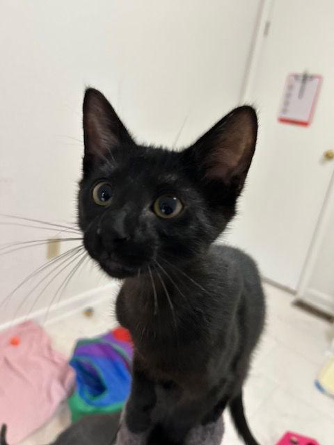 Enlarge Lucipurr, a Adoptable Domestic Short Hair in Dripping Springs, TX image 3/3