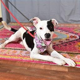 Enlarge Calie, a Adoptable mixed breed in allentown, PA image 1/6