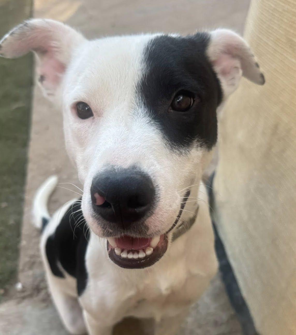 Enlarge Calie, a Adoptable mixed breed in allentown, PA image 2/6