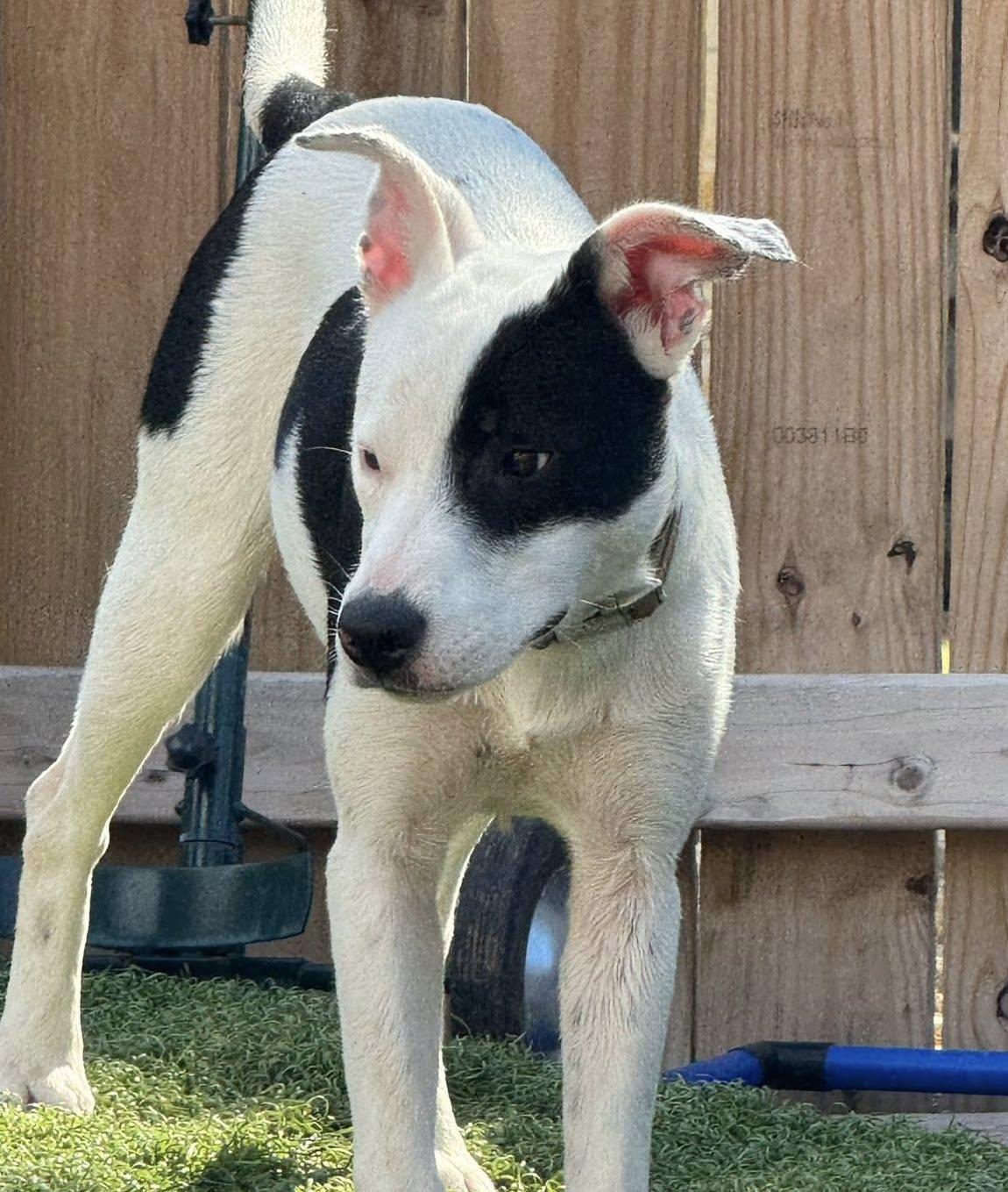 Enlarge Calie, a Adoptable mixed breed in allentown, PA image 3/6