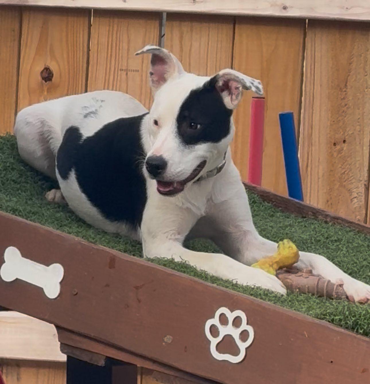 Enlarge Calie, a Adoptable mixed breed in allentown, PA image 4/6