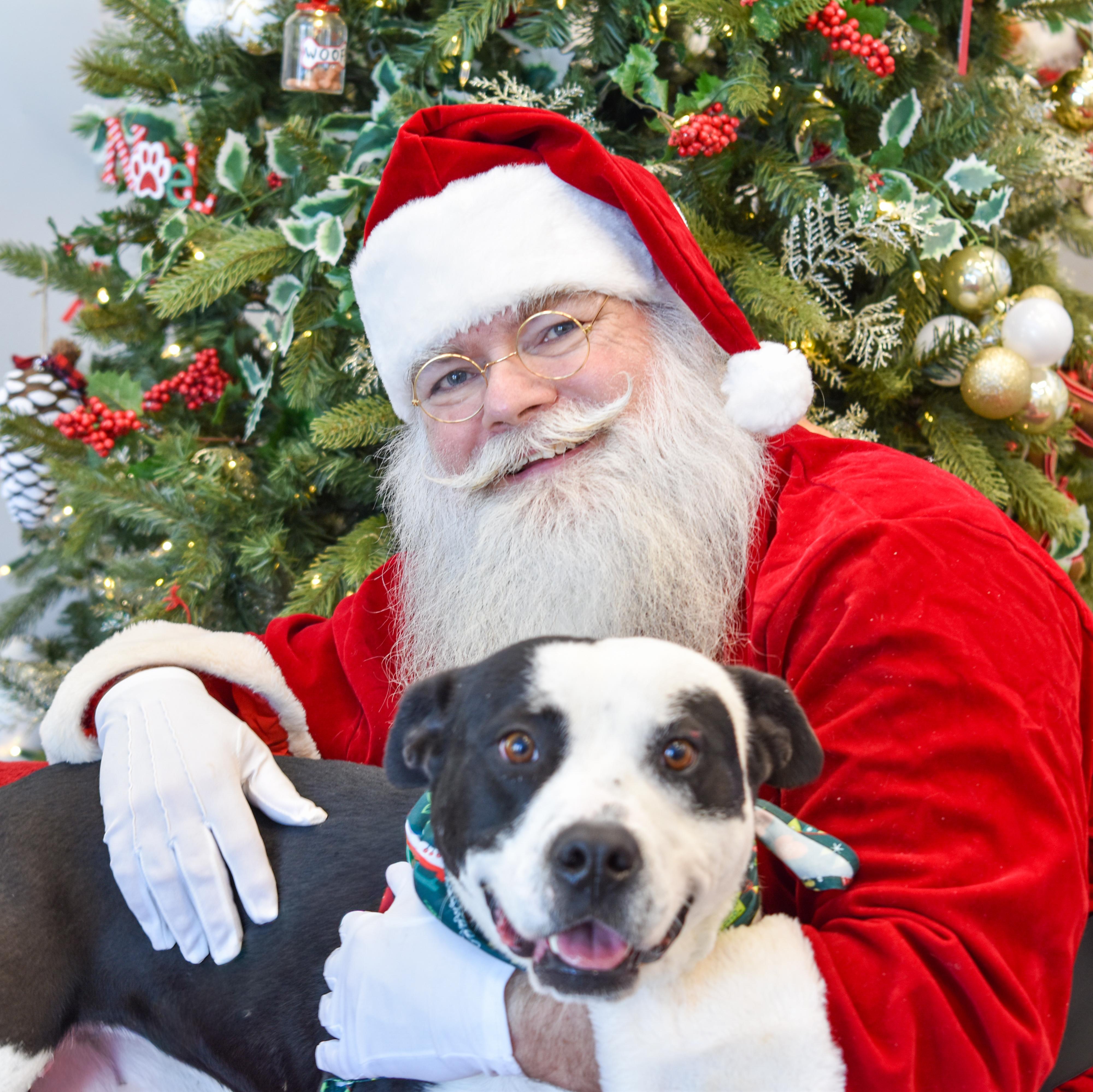 Horace, a Adoptable mixed breed in Lancaster, SC image 5/5