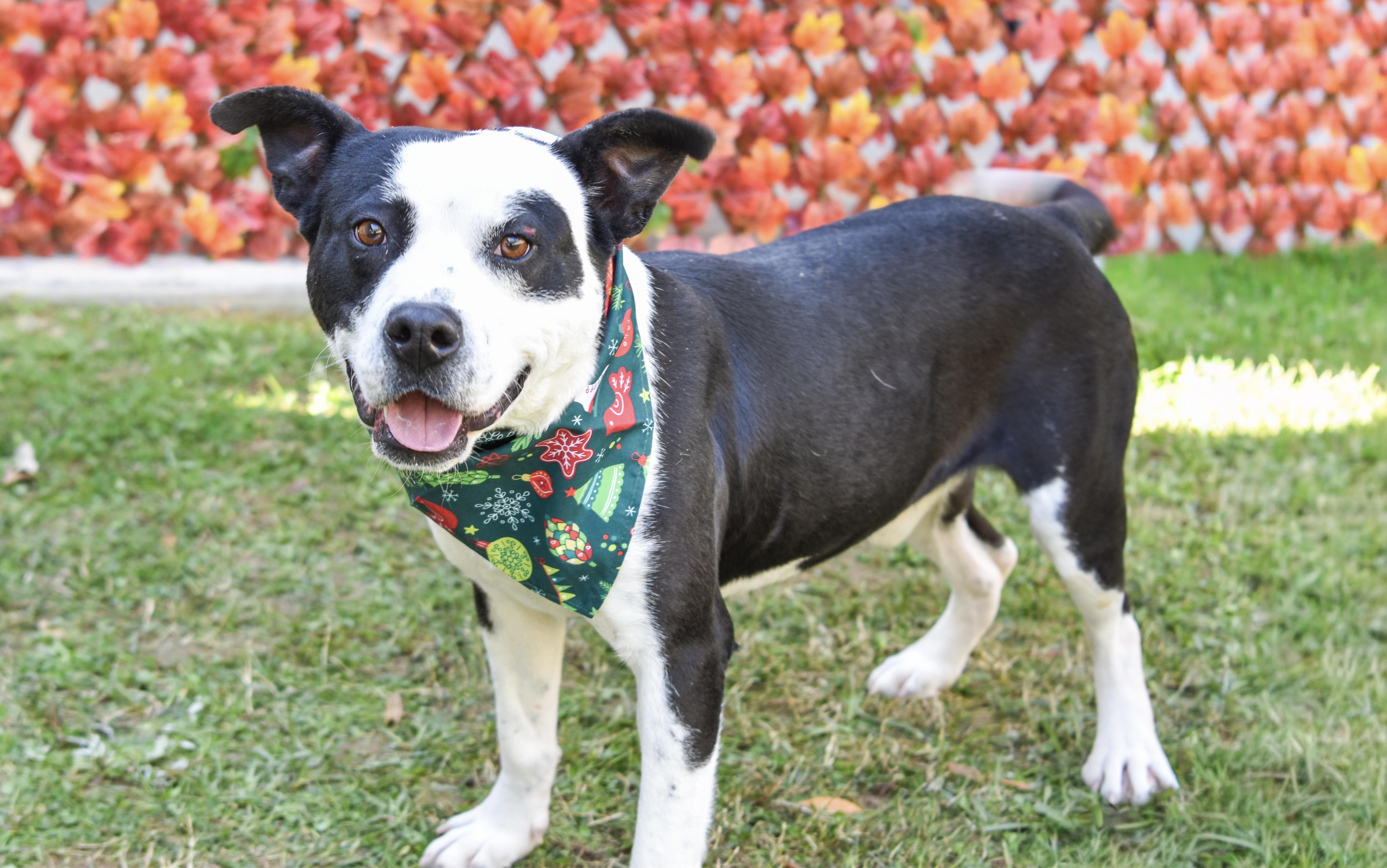 Horace, a Adoptable mixed breed in Lancaster, SC image 4/5