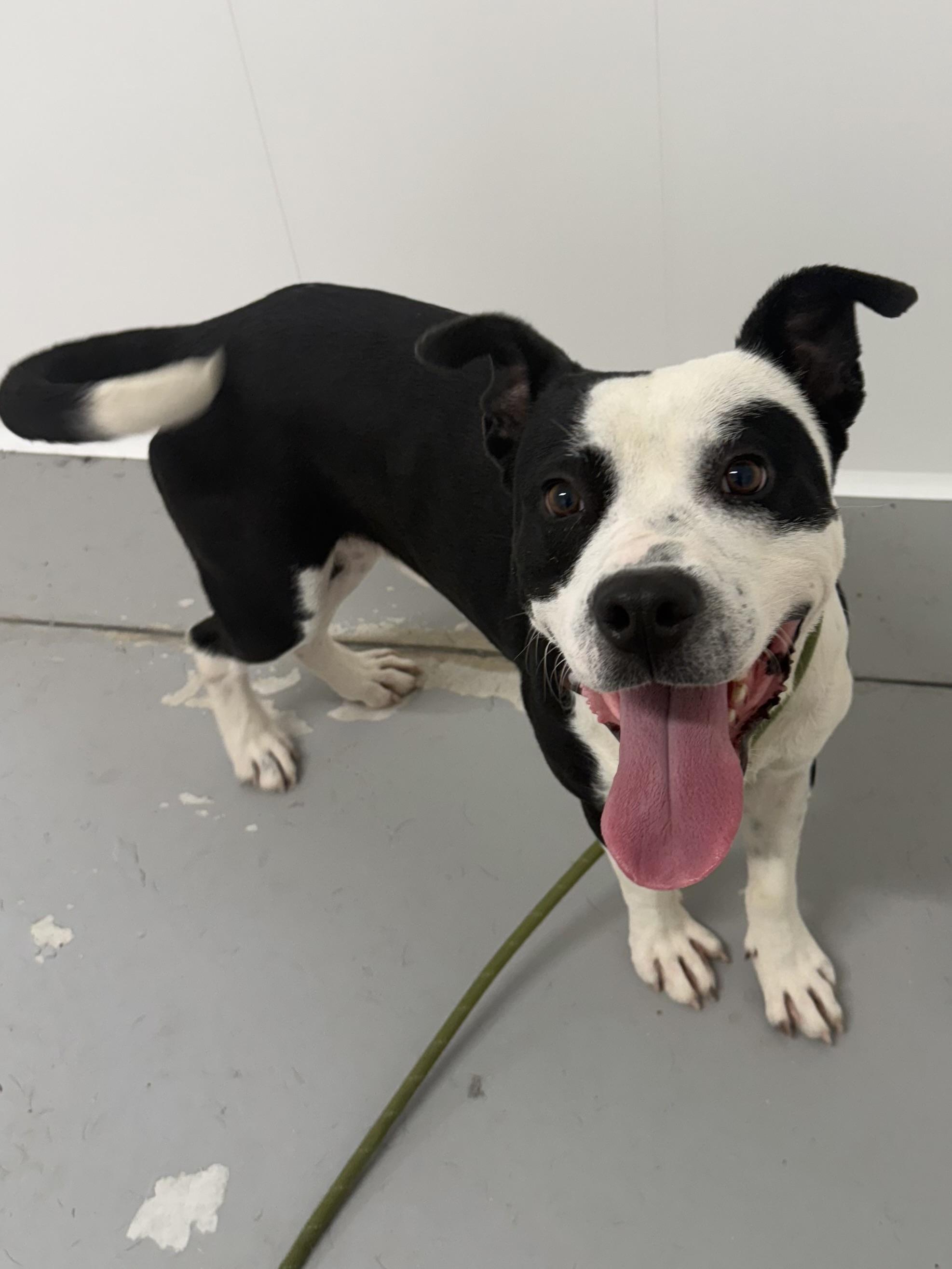 Horace, a Adoptable mixed breed in Lancaster, SC image 2/5