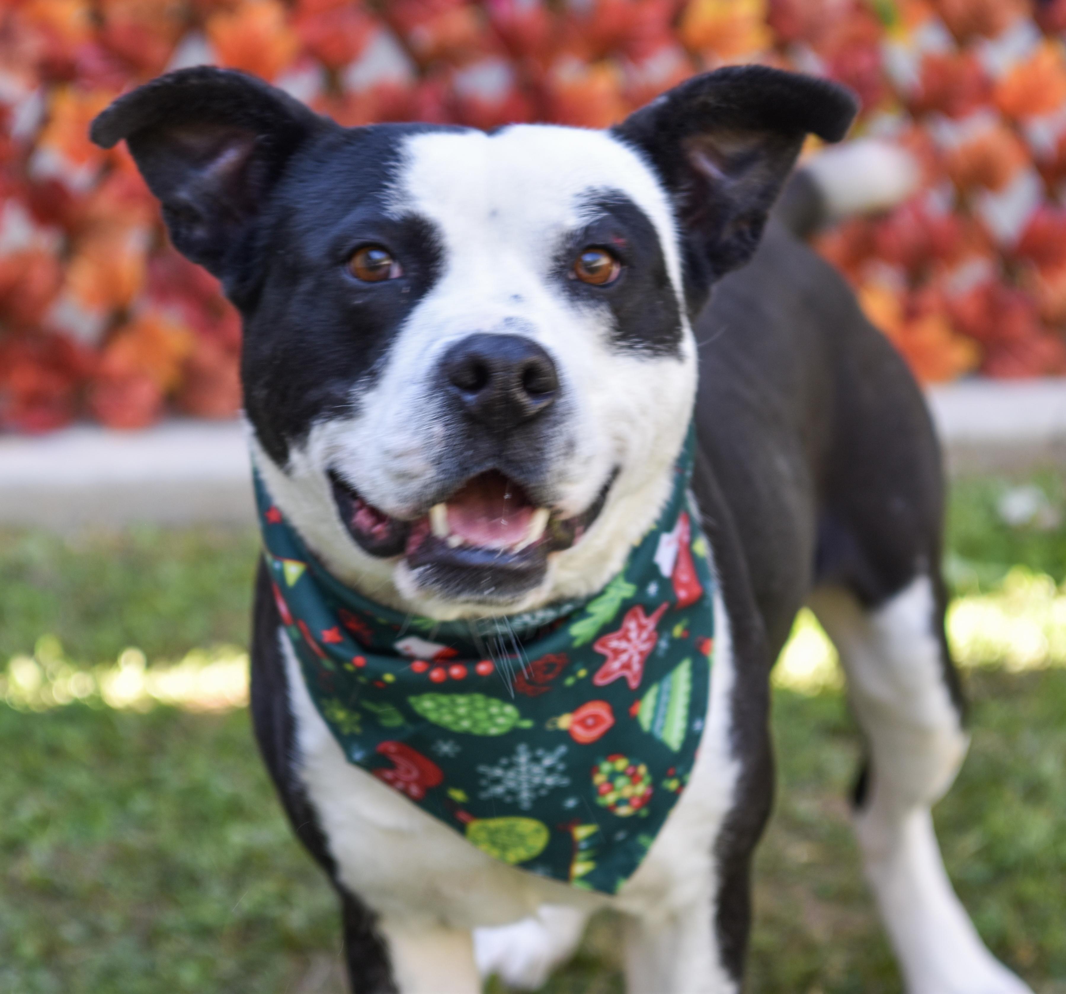 Horace, a Adoptable mixed breed in Lancaster, SC image 1/5