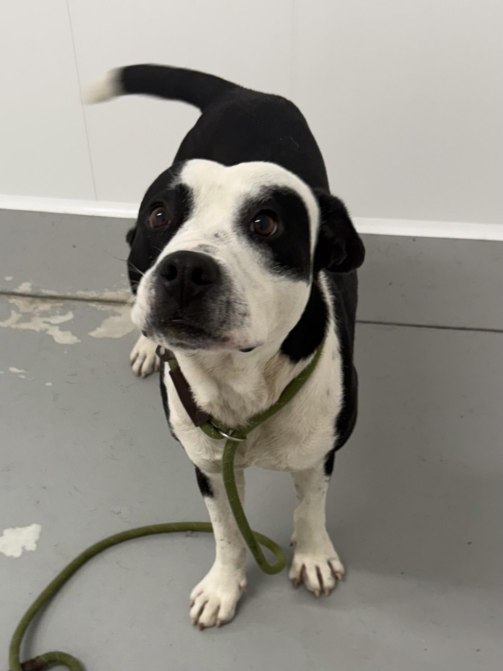 Horace, a Adoptable mixed breed in Lancaster, SC image 3/5