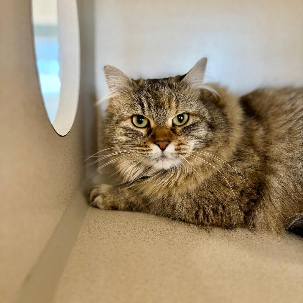 Rosemary, Adoptable, Young Female Domestic Long Hair.