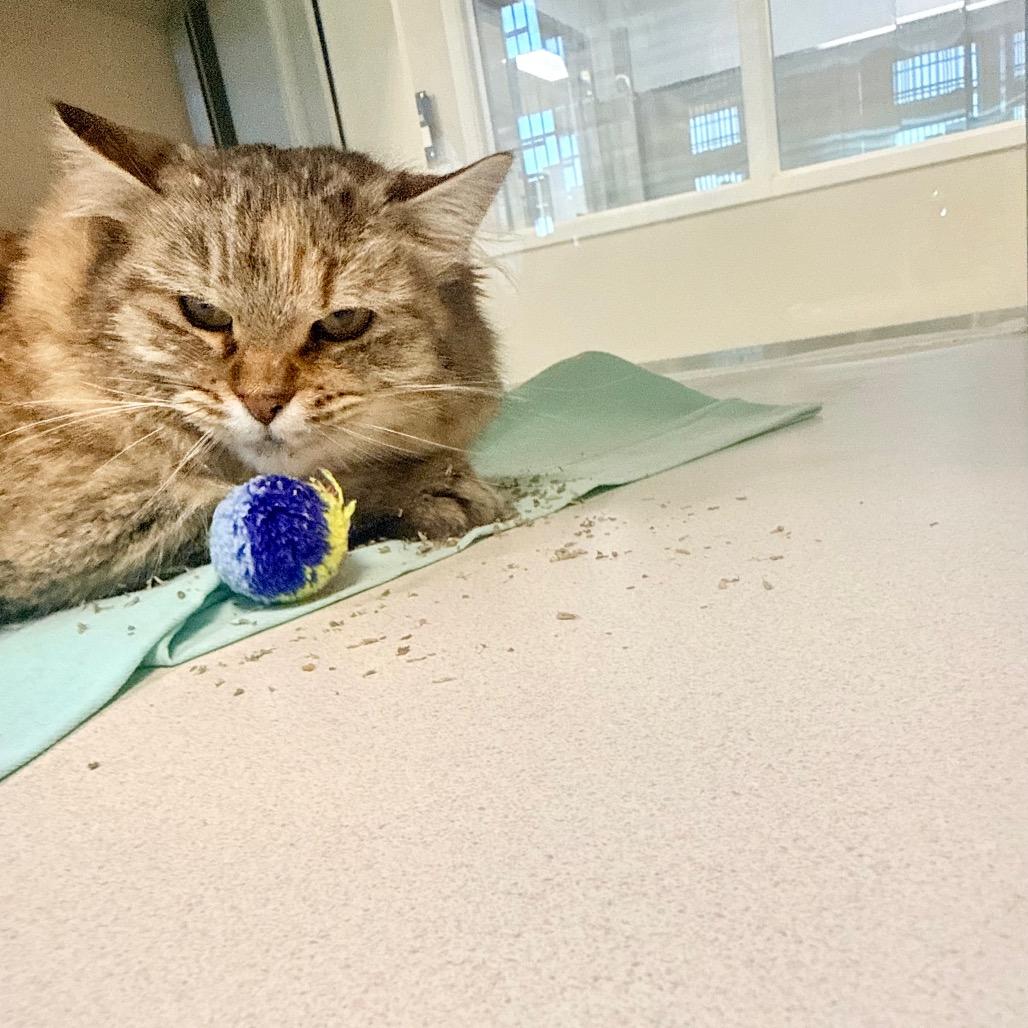 Rosemary, Adoptable, Young Female Domestic Long Hair.