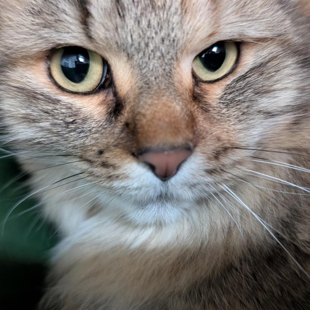 Enlarge Rosemary, a Adoptable Domestic Long Hair in Great Falls, MT image 2/5