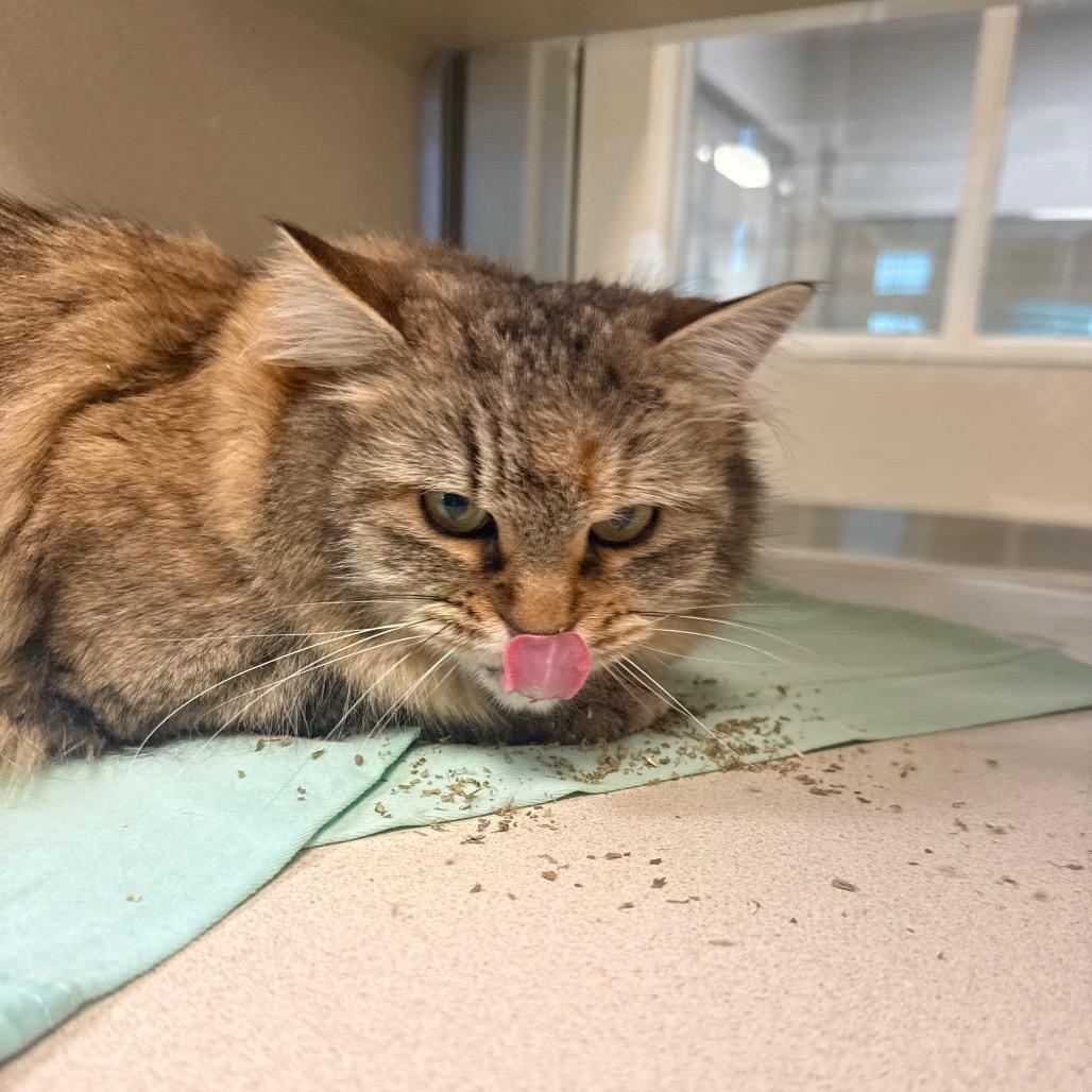 Enlarge Rosemary, a Adoptable Domestic Long Hair in Great Falls, MT image 3/5