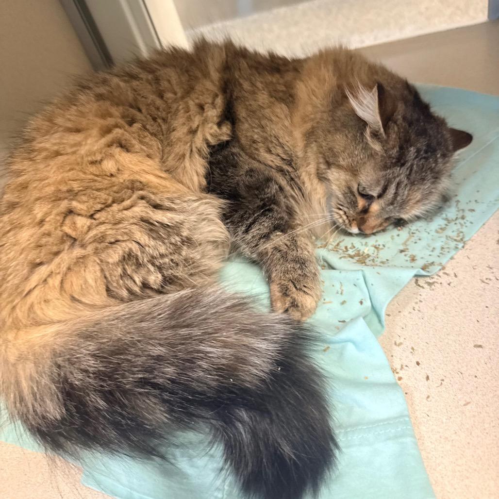 Enlarge Rosemary, a Adoptable Domestic Long Hair in Great Falls, MT image 4/5