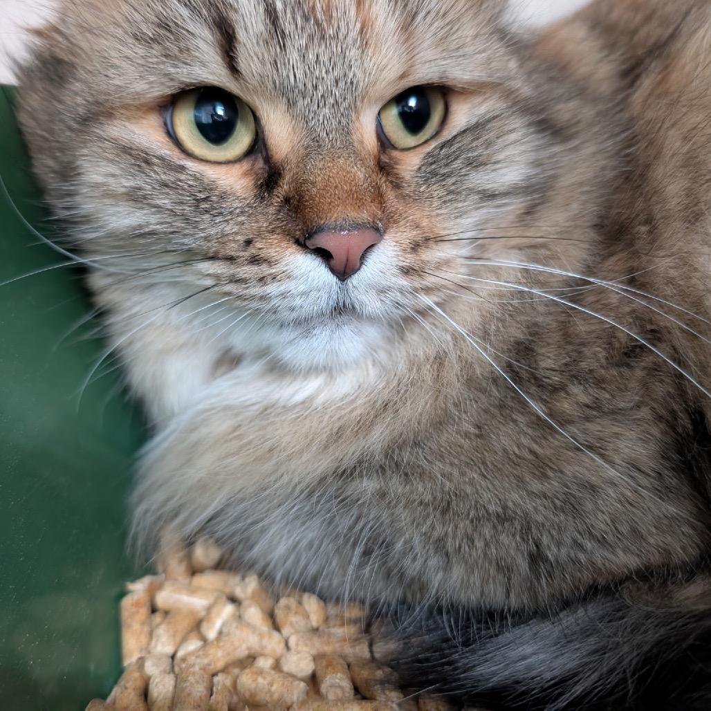 Enlarge Rosemary, a Adoptable Domestic Long Hair in Great Falls, MT image 5/5