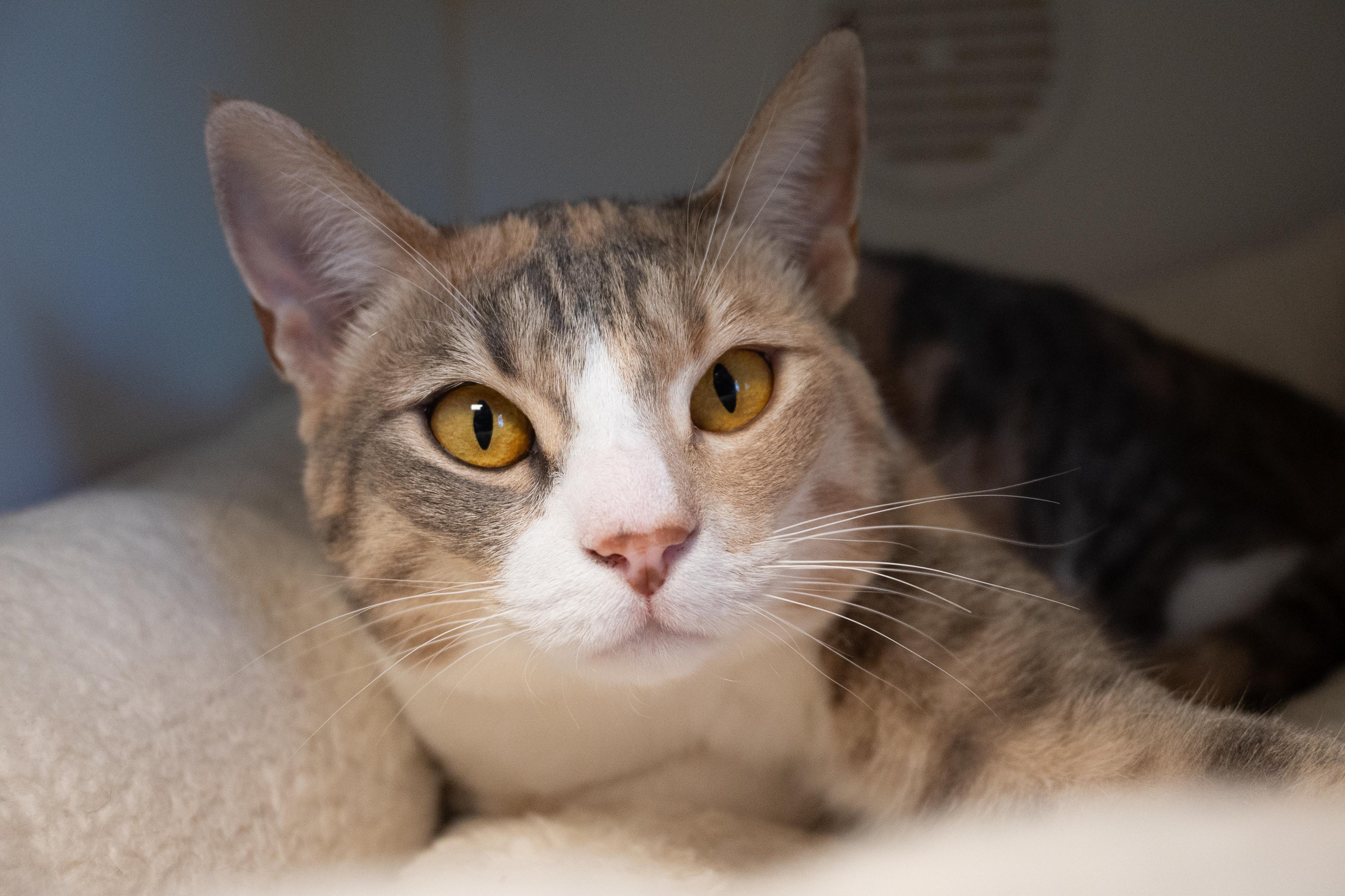 Enlarge Marigold, a ADOPTABLE mixed breed in Bellingham, WA image 1/2
