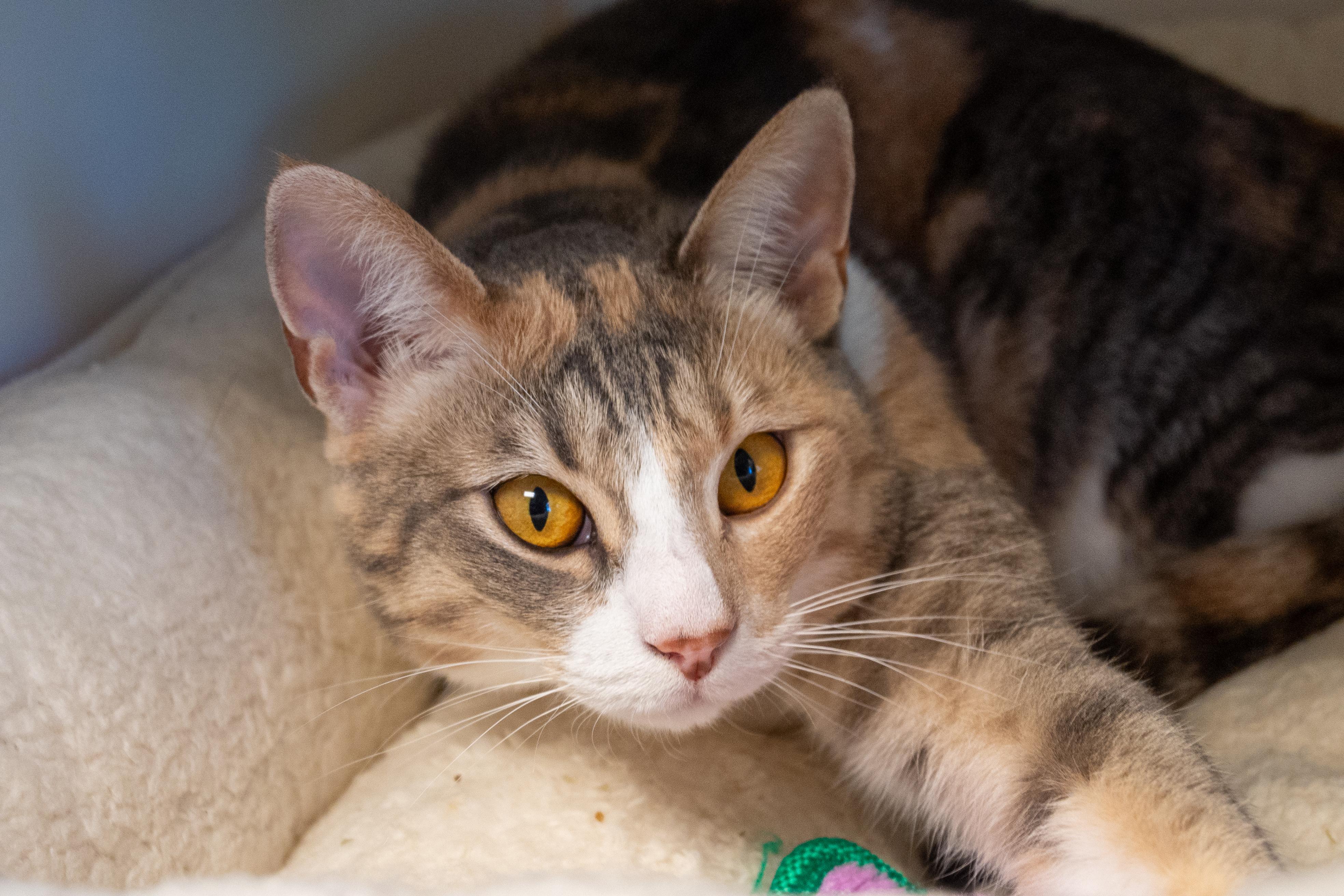 Enlarge Marigold, a ADOPTABLE mixed breed in Bellingham, WA image 2/2