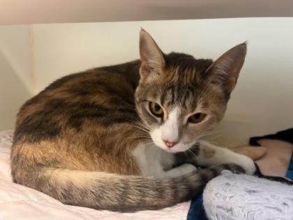 Enlarge Marigold, an adoptable mixed breed in Bellingham, WA image 3/4